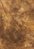 Fotostudio Hintergrund braun strukturiert, 6m lang x 3m breit, Batik, W225